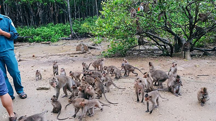 껀저 생물권 보전지역 원숭이섬 투어