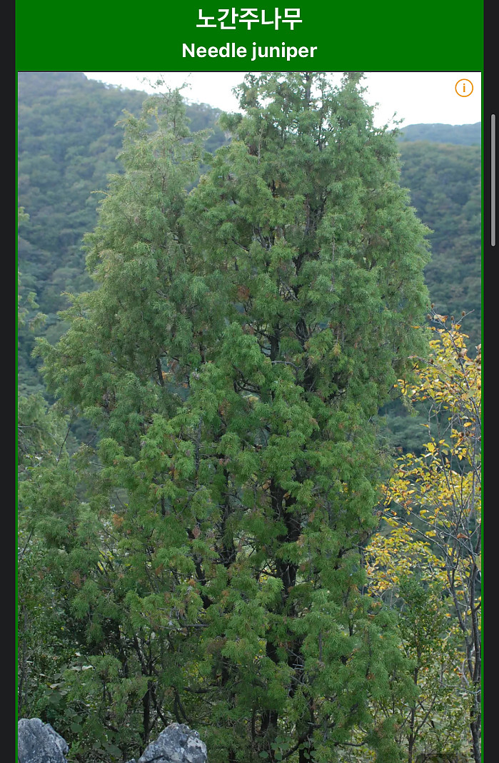 나무끼리 노래방 가면 간점 필수인 이유