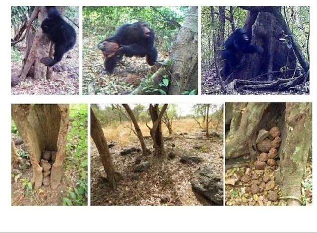 종교 테크 타기 시작한 거 같은 유인원