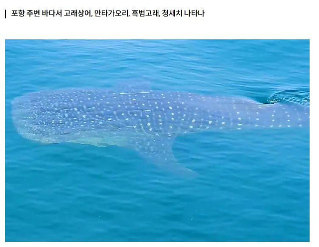 동해에서 고래상어 발견