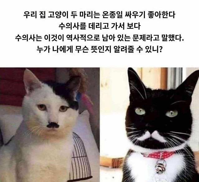 왜인지 고양이들 사이가 좋지 않다