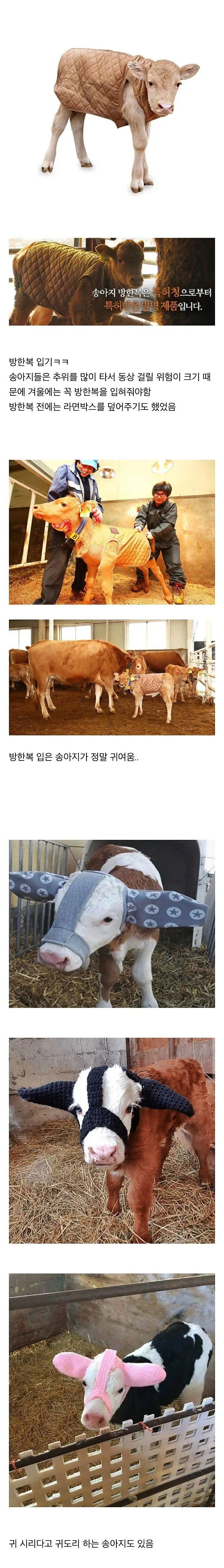 송아지들이 추운 겨울 나는 법
