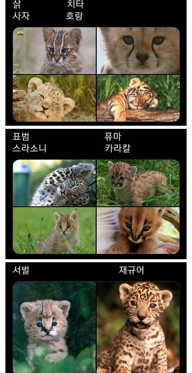 고양이 새끼 모음