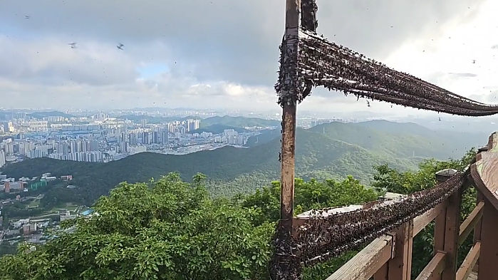 인천 계양산 러브버그