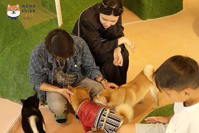 마메 애견 카페(2군)