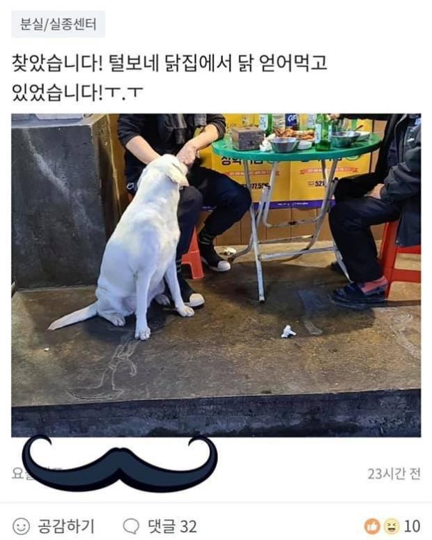주인 버리고 외식하러 간 리트리버