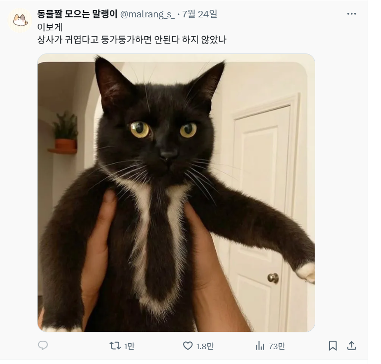 고양이 상사
