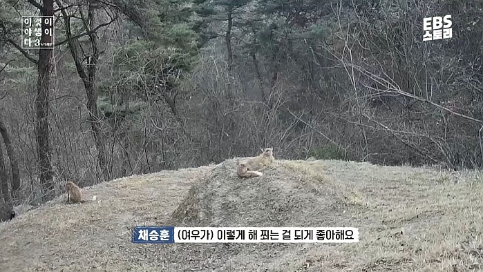 여우가 무덤 파먹는다는 말이 퍼진 이유