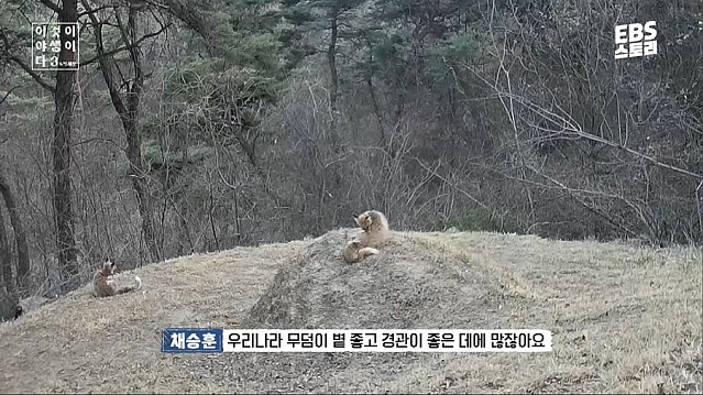 여우가 무덤 파먹는다는 말이 퍼진 이유